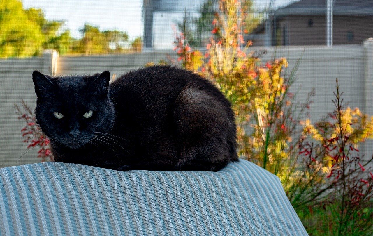 Adopt Unwanted Feral Cats and Put Them to Work