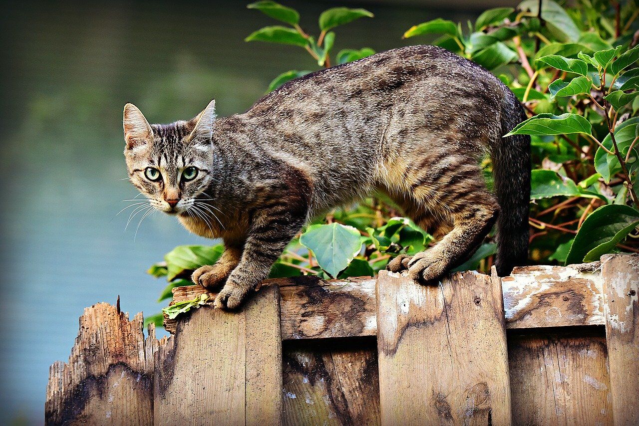 Make Feral Cats Stay Quickly by Letting Them Adapt to their Space