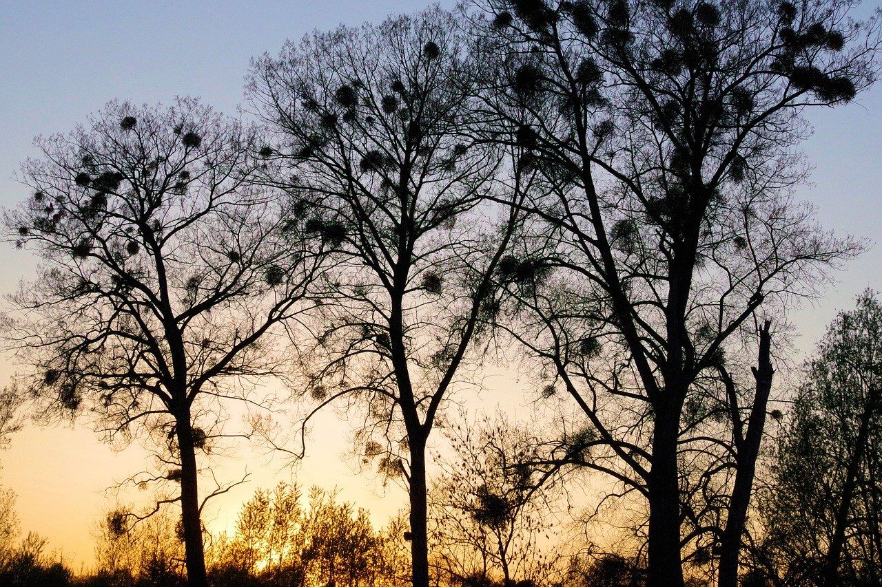 Those are Not Oak Tree Leaves, Those are Mistletoes!