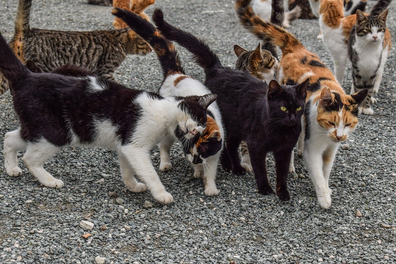 Assembling a Team of Cats for the Acreage