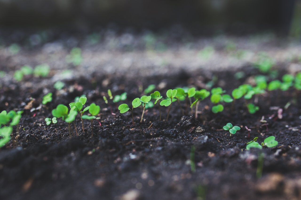 Know the Difference Between Your Seedlings and Weeds