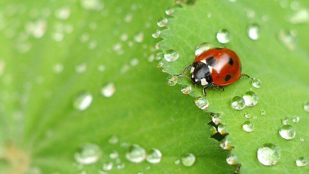 Ladybug, Beetle, Water Droplets, Insect